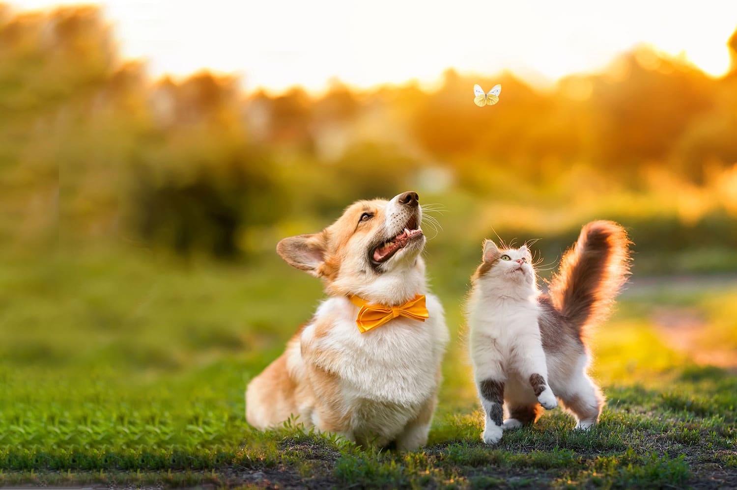 A happy corgi wearing a yellow bowtie and a fluffy cat with a bushy tail sit together in a sunlit field, both looking up at a white butterfly fluttering above them. The serene and whimsical scene looks straight out of a vet's waiting room mural, with the soft-focus golden glow enhancing its peaceful charm.