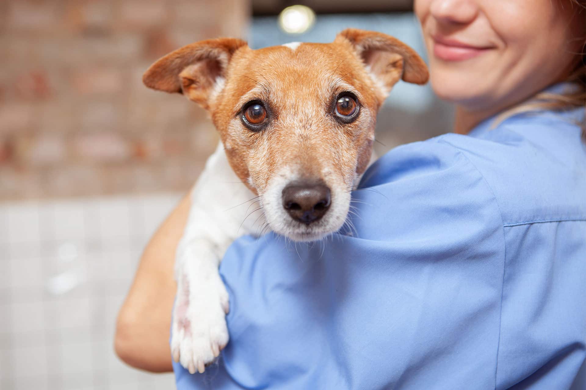 A small brown and white dog with alert ears is being held by a person wearing a blue uniform, who is smiling gently. The background is soft-focus, showing a tiled wall, suggesting a warm, comforting environment, possibly a vet clinic.