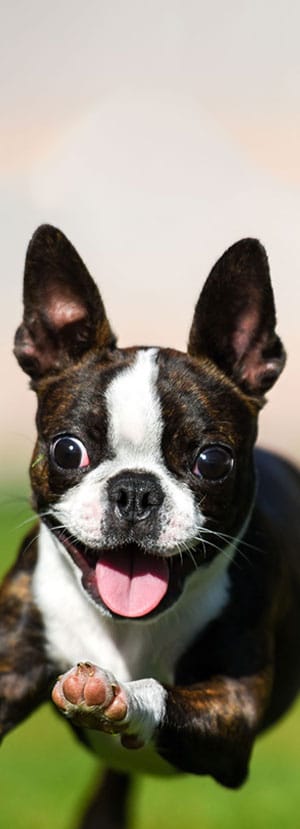 A brown and white Boston Terrier with large, expressive eyes and its tongue out is joyfully running on green grass. The background is blurred, emphasizing the dog's excitement and motion.