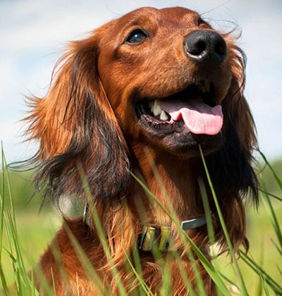 Close-up of a happy brown dachshund with long ears and its tongue out, sitting in tall green grass under a blue sky.
