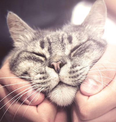 A content tabby cat with closed eyes is gently held by a person's hands. The hands softly cradle the cat's chubby cheeks, giving it a serene and relaxed expression. The lighting is warm and soft.
