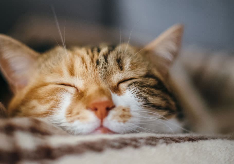 A close-up of a tabby cat sleeping peacefully on a soft, brown and cream blanket. The cat's eyes are closed, and its fur looks warm and fluffy.