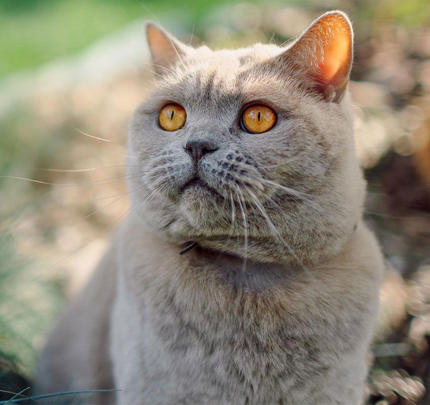 A close-up of a light gray British Shorthair cat with golden eyes, looking upwards. The background is softly blurred with green and brown tones, suggesting an outdoor setting.