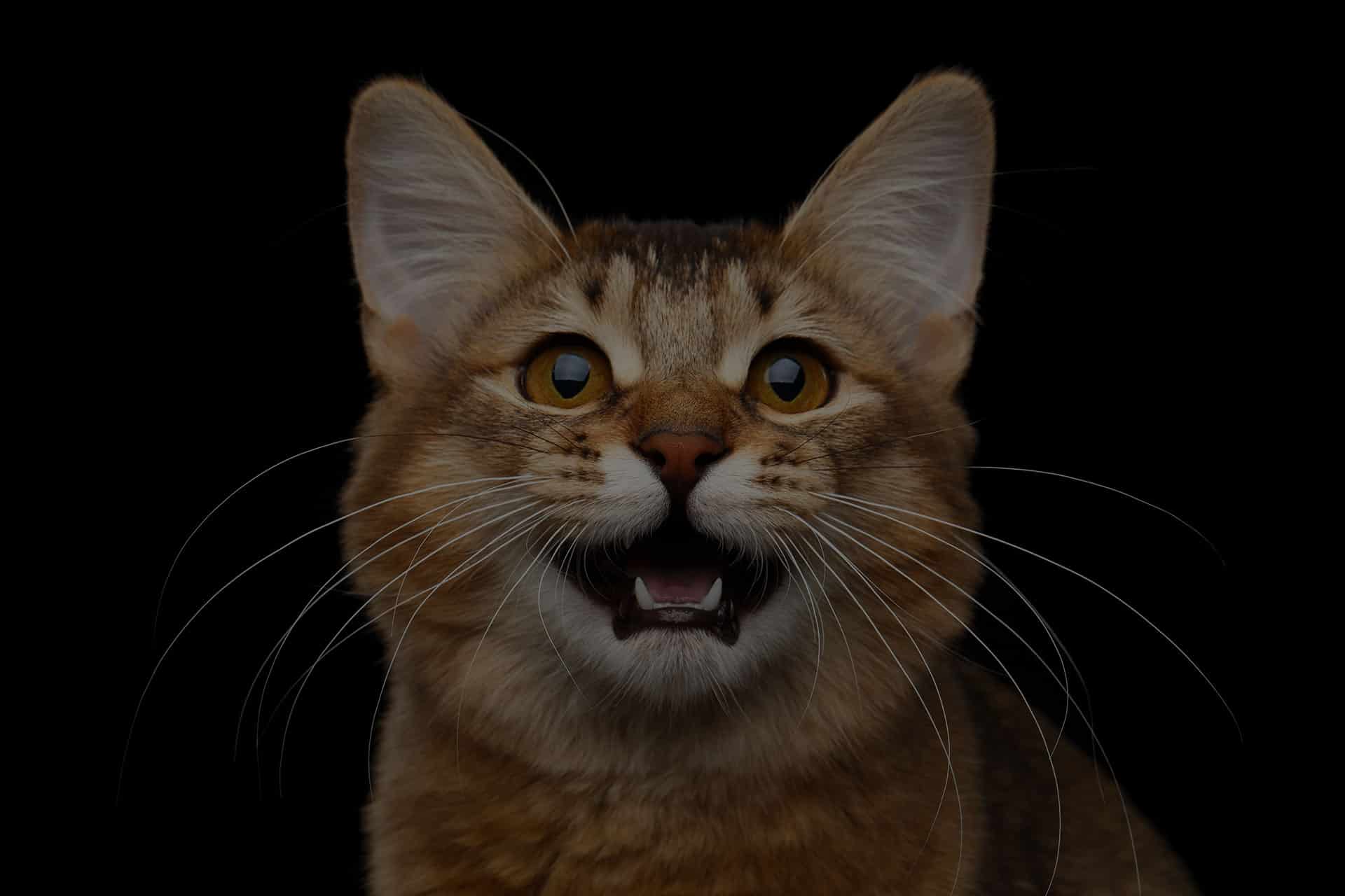 A close-up of a brown tabby cat against a black background. The cat's ears are perked up, eyes wide open, and mouth slightly ajar, creating an expression that suggests curiosity or surprise. Whiskers are prominently visible, looking as if it's ready for a visit to the vet.
